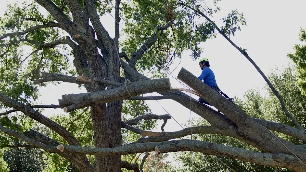 Professional Hazardous Tree Removal performed by certified arborists in Longwood